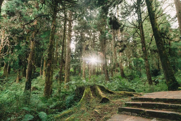 Raggi Sole Nella Foresta Alishan Taiwan Taichung — Foto Stock