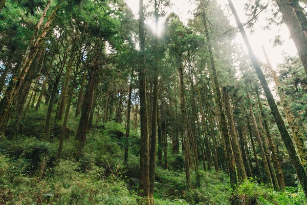 Raggi Sole Nella Foresta Alishan Taiwan Taichung — Foto Stock