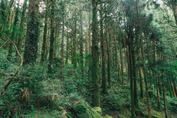 Foresta Alishan Taiwan Taichung — Foto Stock