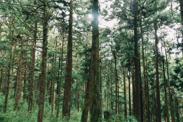 Foresta Alishan Taiwan Taichung — Foto Stock