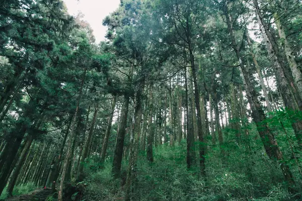 Foresta Alishan Taiwan Taichung — Foto Stock