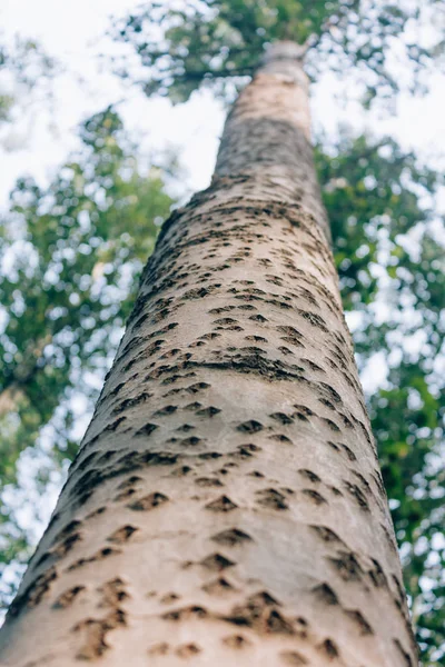 huş ağacı kabuğu doku ve yeşil düşük açı yakın bırakır