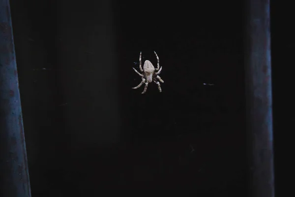 Örümcek ağı içindeki beyaz bir örümcek ile