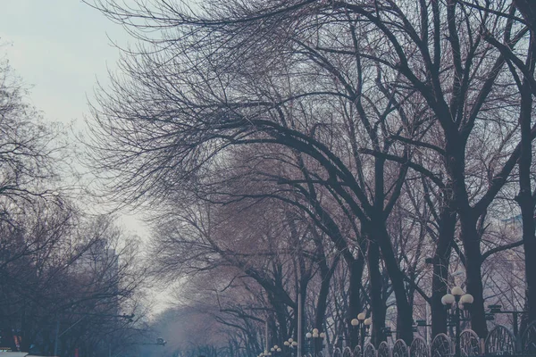 Çıplak güzel soyut ağaç dalları, yaprakları iç içe. Aşağı yukarı, açı düşük, sonbaharda görüntülemek