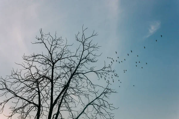 Lage Hoek Van Silhouetten Vliegen Vogels Met Boom — Stockfoto