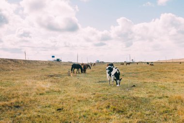 Yaks, otlak, İç Moğolistan, Çin'de inek sürüsü