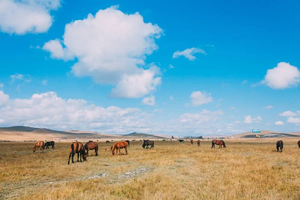 Tepeler ve dağlar, İç Moğolistan, Çin'e karşı otlak besleme hores sürüsü