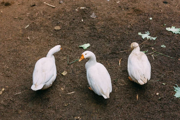 çizgi ve bakarak beyaz ördek