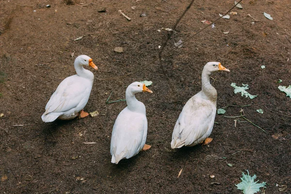 Patos Blancos Línea Mirando — Foto de Stock
