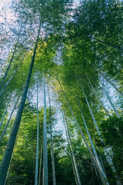 Fitta Foresta Bambù Foresta Pluviale — Foto Stock