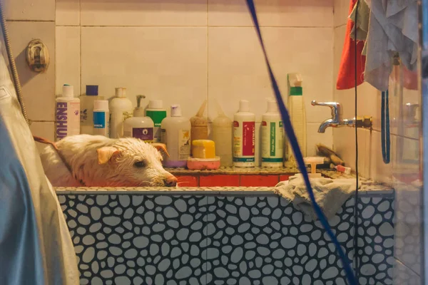 24, Aralık, 2015, Çin, Chongqi. Veteriner yardım üzücü WHI için duş alıyor