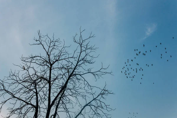 ağaç kuş uçan siluetleri düşük açılı
