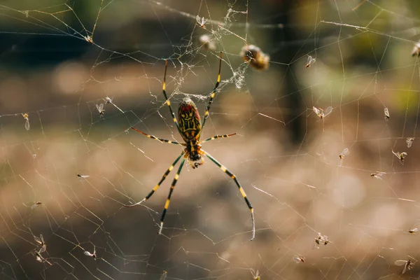 Uma Aranha Colorida Está Capturando Moscas Teia — Fotografia de Stock