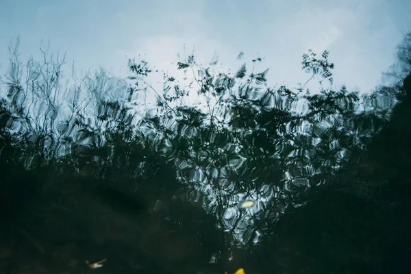 水に緑の木や植物の影反射ぼやけて背景 — ストック写真