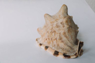 Beyaz arka plan üzerinde kahverengi bir kabuk