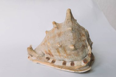 Beyaz arka plan üzerinde kahverengi bir kabuk