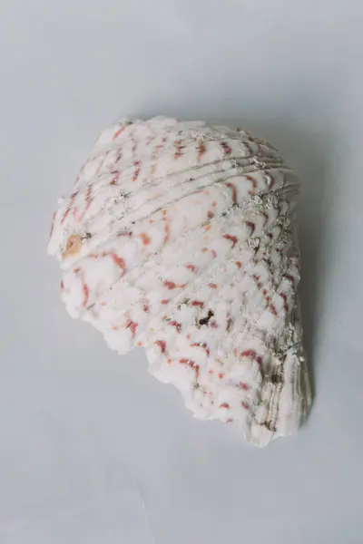 Beyaz zemin üzerinde bir kabuk