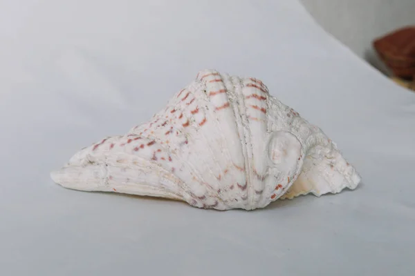 Beyaz zemin üzerinde bir kabuk