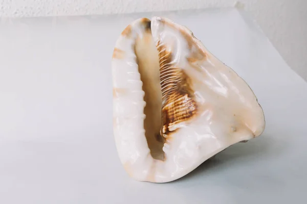 Beyaz arka plan üzerinde kahverengi bir kabuk