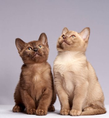 Burma hafif bir arka plan üzerinde yavru kedi doğurmak