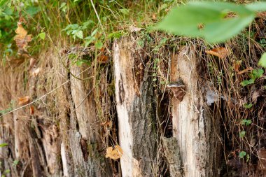 günlük çit toprağa gömülü