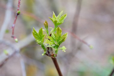Genç bitki kaçış bahar