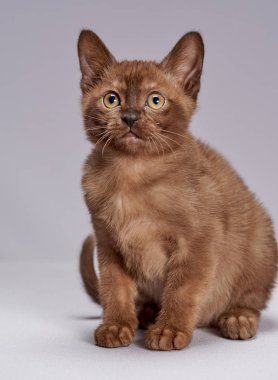 hafif bir arka plan üzerinde yavru kedi doğurmak Burma