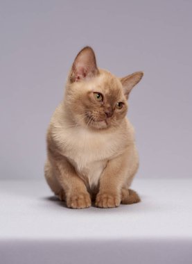 hafif bir arka plan üzerinde yavru kedi doğurmak Burma