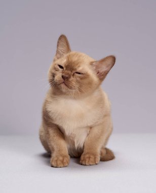 hafif bir arka plan üzerinde yavru kedi doğurmak Burma