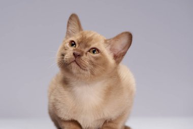 hafif bir arka plan üzerinde yavru kedi doğurmak Burma