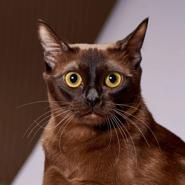 明るい背景にビルマ猫の品種 — ストック写真