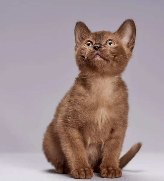 明るい背景に子猫品種ビルマ — ストック写真