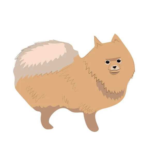 Χαριτωμένο Pomeranian Σκύλος Διάνυσμα — Διανυσματικό Αρχείο