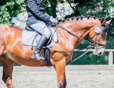 Bir terbiye rotasında atlı spor