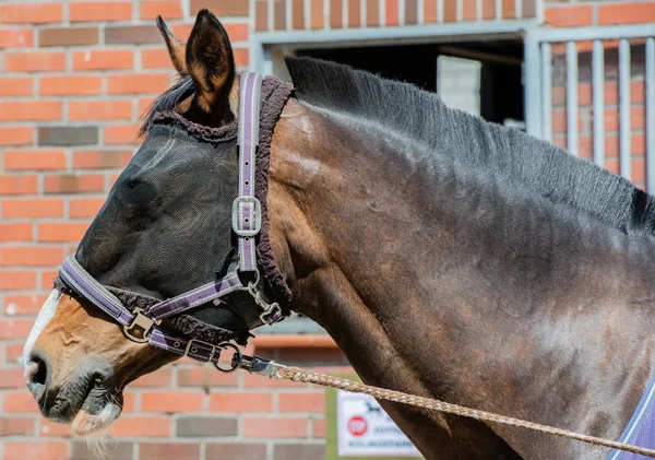 Cavalo Estábulo Cavalo — Fotografia de Stock