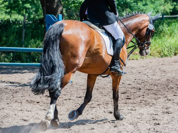 Sport Equestre Corso Dressage — Foto Stock