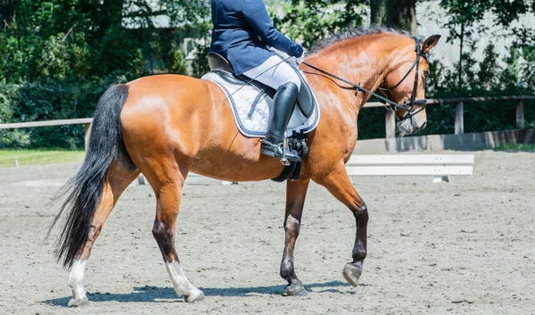 Paardensport Een Dressuur Cursus — Stockfoto