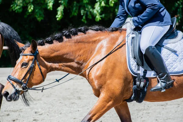 Equestrian sport on a dressage course