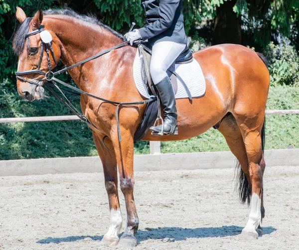 Sport Equestre Corso Dressage — Foto Stock