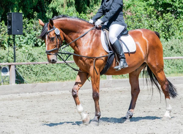 Equestrian sport on a dressage course