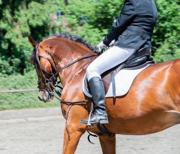 Sport Équestre Sur Parcours Dressage — Photo