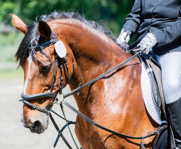 Equestrian sport on a dressage course