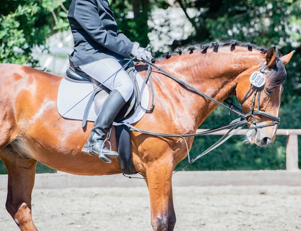 Sport Équestre Sur Parcours Dressage — Photo