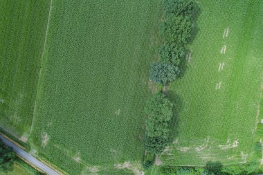 Drone Uçuş ve Mısır alanın üzerinde havadan görünümü