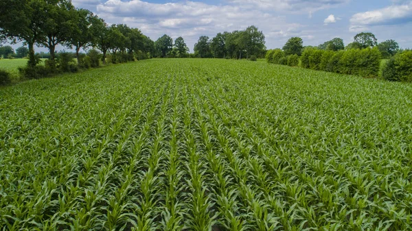 Drone Flight Aerial View Corn Field — Stock Photo, Image