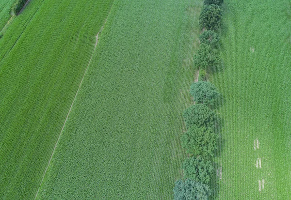 無人飛行とトウモロコシのフィールドに空撮 — ストック写真