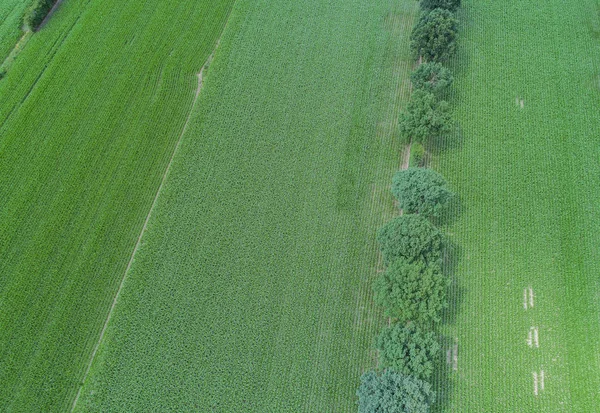 Drone Repülés Légi Felvétel Mint Kukorica Területen — Stock Fotó