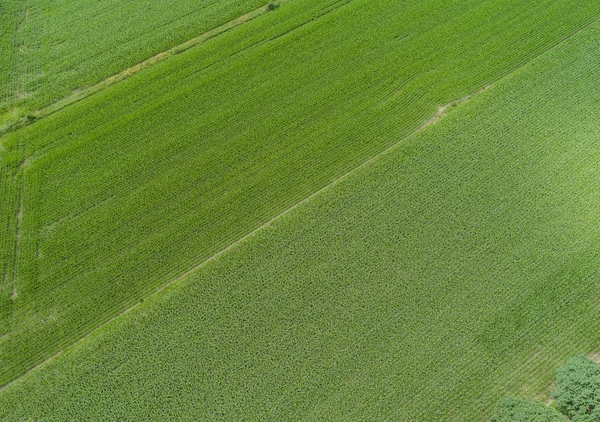 Drone Vlucht Luchtfoto Uitzicht Een Maïsveld — Stockfoto
