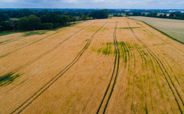 Drone uçuş ve üzerinde bir mısır tarlası havadan görünümü