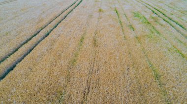 Drone uçuş ve üzerinde bir mısır tarlası havadan görünümü